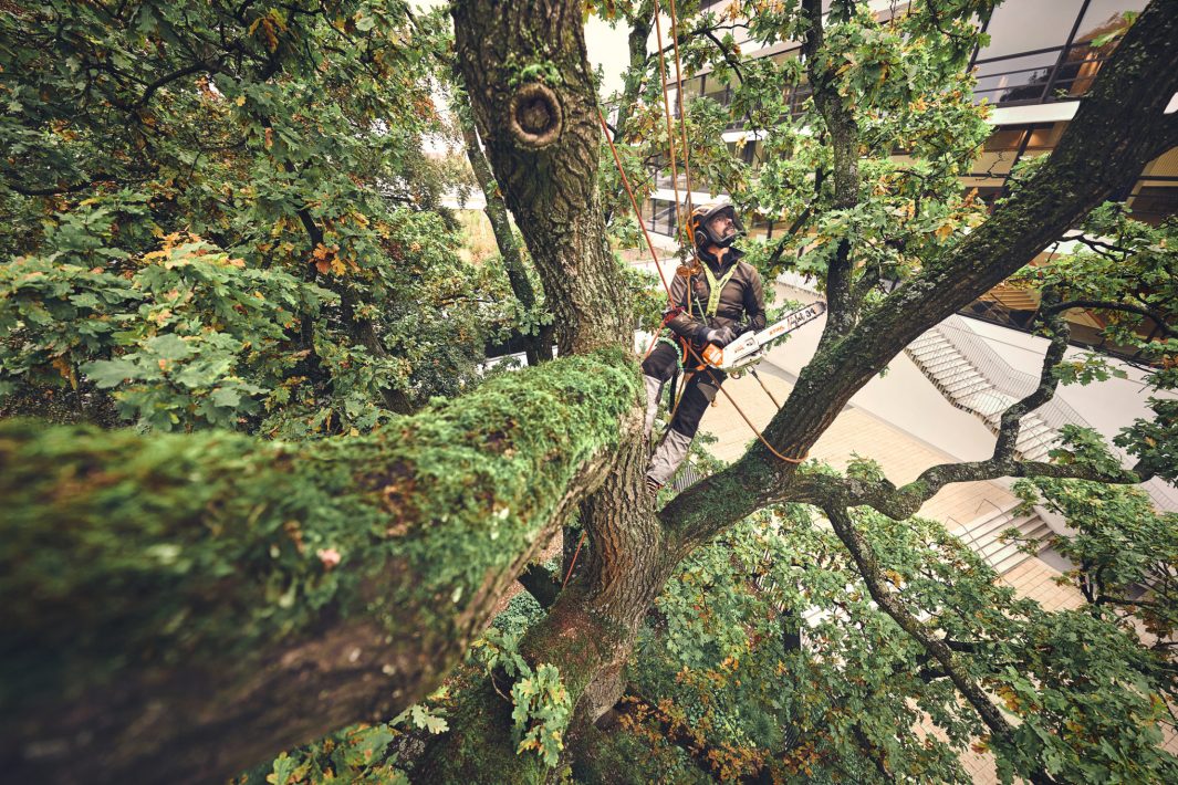 TRONCONNEUSE STIHL MSA 220 T BONHOMME